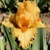 Iris Cosmonaut