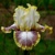 Iris Whispering Spirit