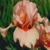 Iris Simply Coral