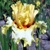 Iris Passionately Yours