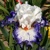 Iris Venetian Tapestry