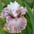 Iris Magic Trick