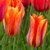 Tulipany El Nino - 3 ks v balení