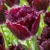 Tulipany Purple Crystal - 3 ks v balení