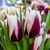 Tulipany Rimini - 3 ks v balení