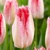 Tulipany Sweet Paradise - 3 ks v balení