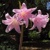 Amaryllis Belladonna