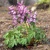 Corydalis Solida