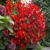 Begonia Multiflora Flamboyant