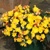 Begonia Multiflora Goldfinch