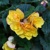 Begonia Multiflora Goldfinch