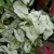 Caladium Candidum