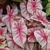 Caladium Fiesta