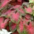 Caladium Red Flash