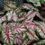 Caladium Tapestry