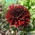 Dahlia Black Jack