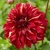 Dahlia Bohemian Spartacus