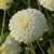 Dahlia Boom Boom White