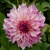 Dahlia Cafe au Lait Royal