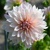 Dahlia Cafe au Lait