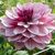 Dahlia Creme de Cassis