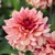 Dahlia Creme de Cognac