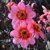 Dahlia Dahlegria Tricolore