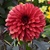 Dahlia Danique