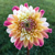 Dahlia Double Jill
