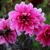 Dahlia Fascination