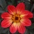 Dahlia Happy Single Flame