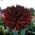 Dahlia Kenora Macop B
