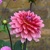 Dahlia Missis Dutch