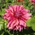 Dahlia Penhill Dark Monarch