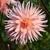 Dahlia Preference