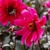 Dahlia Pride One