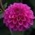 Dahlia Purple Fox