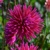 Dahlia Purple Gem