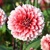 Dahlia Fubuki Red and White