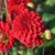 Dahlia Red Fox