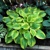 Hosta Summer Breeze