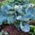 Hosta Love Pat