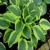 Hosta Velvet Moon