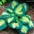 Hosta Popcorn