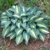 Hosta Grand Marque