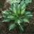 Hosta Shake Eye