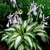 Hosta Christmas Candy