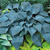 Hosta Bullet Proof