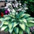 Hosta June