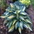 Hosta Magic Island